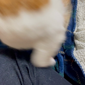 ママと…の画像