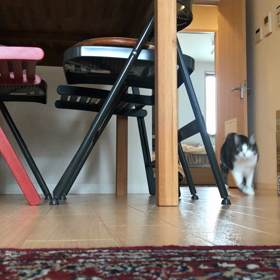 今日のネコの画像