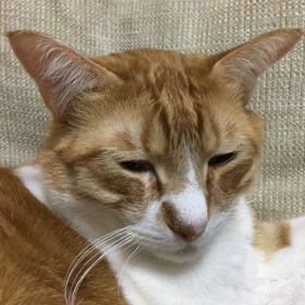 お疲れ様、めめちゃんのボヤキ。の画像