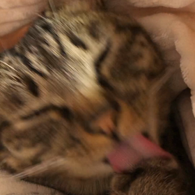 彼女と腕まくらなうに使っていいよの画像