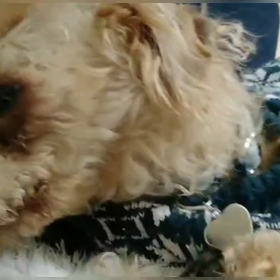 レオ　ウトウト動画の画像