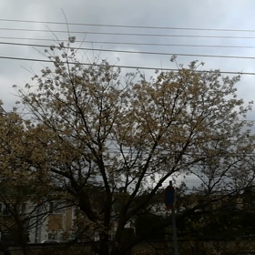 ♪冬桜＆ススキさんとぉ…の画像