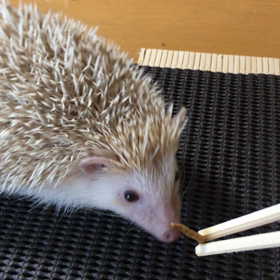 モカちゃんミルワーム愛の画像