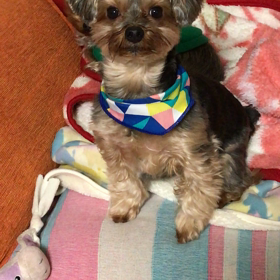 ルイちん 訴えるの巻の画像