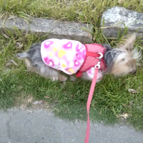 お久しぶりの、動画の画像