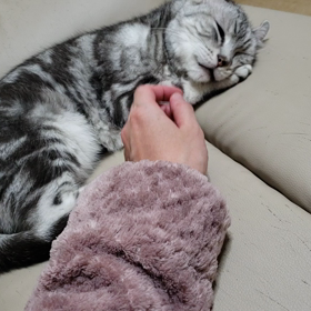 お耳の画像