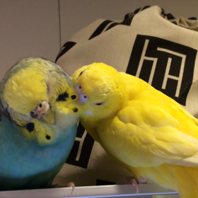 丁寧に羽繕いの画像