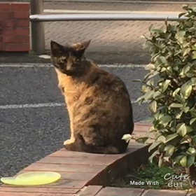 のらねこの画像