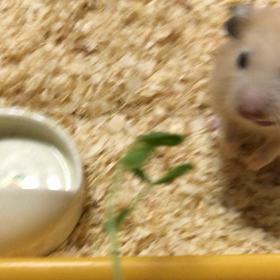 いよいよ平成が終わるねの画像