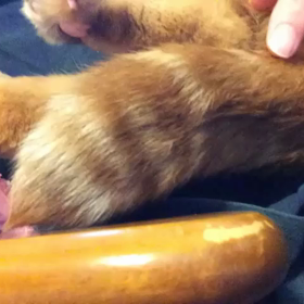 しっぽdeタクトの画像