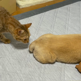 猫さまは基本的に夜行性の画像