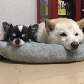 おやすみなさいの画像