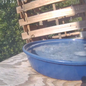 すぎぴたんの事件簿シーズン3　381話（水浴び初心者、ヤマガラ）の画像