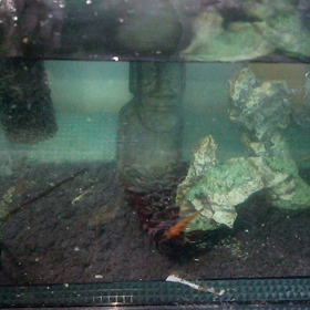 屋台の金魚の画像