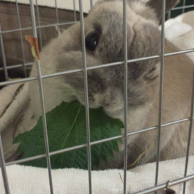 【闘病記録④】神様の決めた頂点の画像