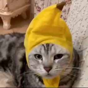 喋るネコが面白いニャ〜(^_-)の画像