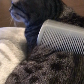 猫のまやさんの最近のお気に入り❤️の画像