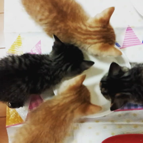 ５日目朝。の画像