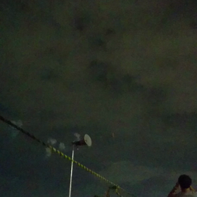 今日は花火の日① しいたけ？の画像