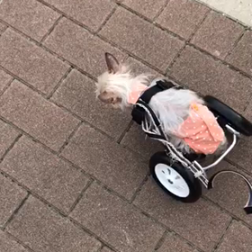 もふもふモフモフ。の画像