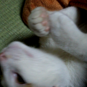 わたしの2017年の恋愛おみくじの画像