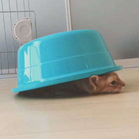 梅雨入り。の画像