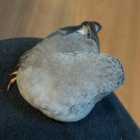 寂しいねの画像