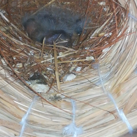 別居してても交代でヒナにご飯と温めを出来るの画像