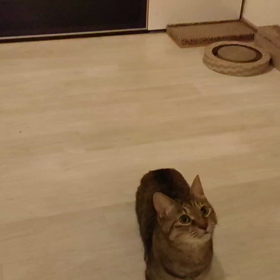 ハナ、ねずみでハッスルの画像