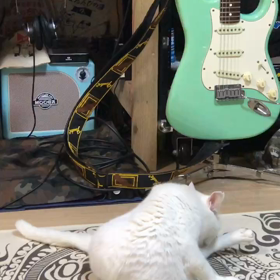 とらないでよ〜と言ってる？シロの画像