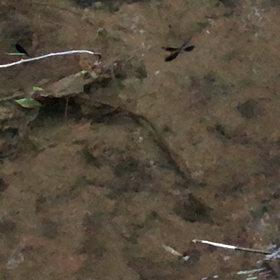 なにか飛んでてん・虫／動画の画像