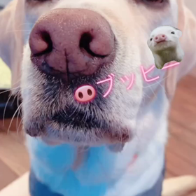 ブッヒー！の画像