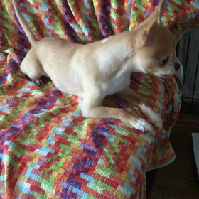 わが家のわんこの画像