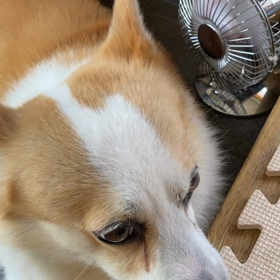 コーギー犬のお尻とゆる〜い暮らし　【日曜日】の画像