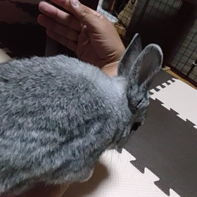 'ハハハ `,､('∀`) '`,､の画像