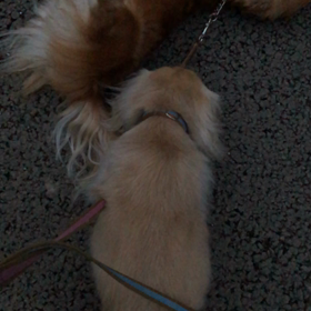 雨あがりのゴロりんの画像