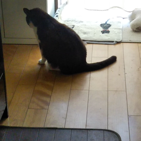 本日のしゅしゅの画像