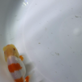 ネタ切れです笑の画像