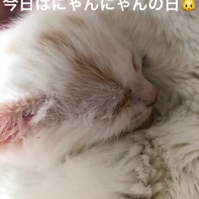 今日はにゃんにゃんの日ฅ•ω•ฅの画像