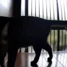 たろしゃん お留守番ᕦ(ò_óˇ)ᕤの画像