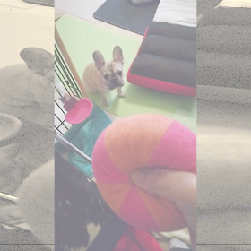 【動画】フレブルノアさん、ボールでちょうだいの画像