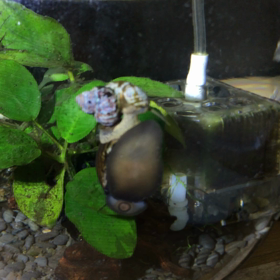 この娘たちの友情は安定してますの画像