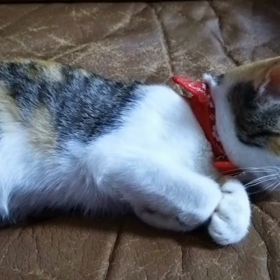 くうちゃんです(^^)の画像