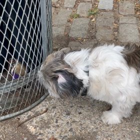 星新一の不思議な不思議な短編ドラマの画像