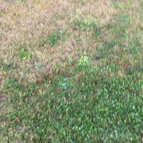 ドッグランの画像