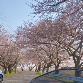 すご堀の　桜並木の画像