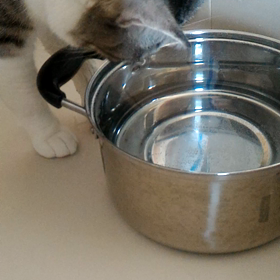 いたずら好き(ง ื▿ ื)วの画像