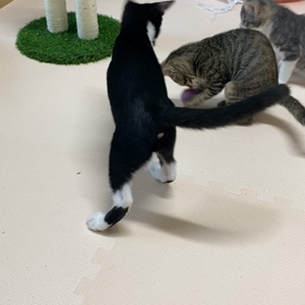 今日の4チビの画像