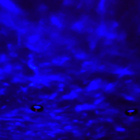 コレコレ❗の画像