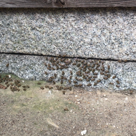 ニホンミツバチ　って　すごいの画像